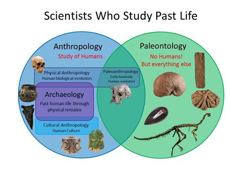 paleontology vs anthropology.